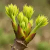 タラの木を植えてはいけないイメージ