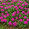 タピアンを植えて後悔イメージ