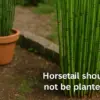 トクサを植えてはいけないイメージ