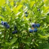 地植えのブルーベリーが枯れる原因イメージ