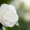 サザンカを庭に植えてはいけないイメージ