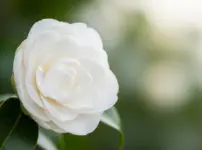 サザンカを庭に植えてはいけないイメージ