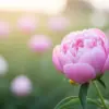 芍薬を庭に植えてはいけないイメージ