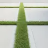 タマリュウを植えてはいけないイメージ