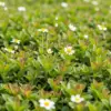 クラピアを植えてはいけない？イメージ