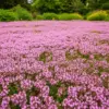 クリーピングタイムを植えてはいけない理由イメージ