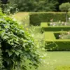オカワカメを植えてはいけない？イメージ