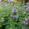 ペニーロイヤルミントは植えてはいけない？イメージ
