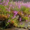 シランを植えてはいけない？イメージ