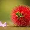ブラシの木は植えてはいけない？イメージ