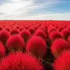 コキアが枯れた後はどうする？イメージ