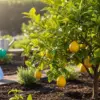 レモンの木を庭に植えてはいけない？イメージ