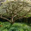 ヤマボウシを植えてはいけない？イメージ