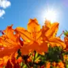 ノウゼンカズラを植えてはいけないイメージ