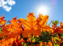 ノウゼンカズラを植えてはいけないイメージ