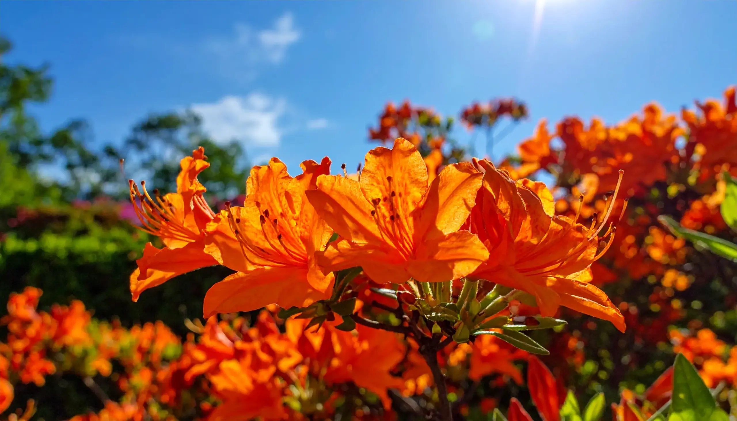 ノウゼンカズラを植えてはいけないイメージ