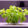 大葉の水耕栽培が育たない？イメージ
