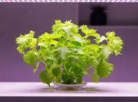 大葉の水耕栽培が育たない？イメージ