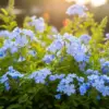 ルリマツリは植えてはいけない？イメージ