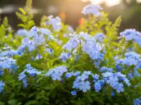 ルリマツリは植えてはいけない？イメージ
