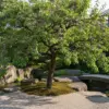 すももを庭に植えてはいけないイメージ