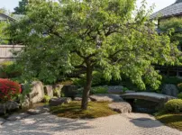 すももを庭に植えてはいけないイメージ