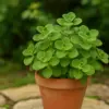 アロマティカスを庭に植えてはいけないイメージ