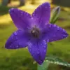 桔梗を庭に植えてはいけない？イメージ