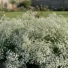 かすみ草を庭に植えてはいけないイメージ