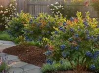 ブルーベリーを庭木にして後悔イメージ