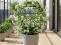 ハゴロモジャスミンで後悔イメージ