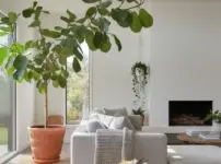 ウンベラータが伸びすぎ！イメージ